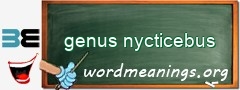 WordMeaning blackboard for genus nycticebus